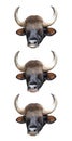 Bull Head.