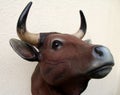 Bull head