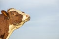 Bull head with nose ring, sniff in the air, mighty looking profil, tender friendly expression Royalty Free Stock Photo