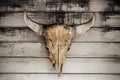 Bull head skull hanging on wood wall