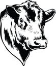 Bull Head Vector Illustration Royalty Free Stock Photo