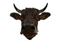 Brown bull head vector illustration Royalty Free Stock Photo