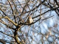 Bull-headed shrike in Japanese orchard 1 Royalty Free Stock Photo