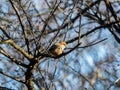 Bull-headed shrike in Japanese orchard 2 Royalty Free Stock Photo