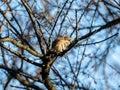 Bull-headed shrike in Japanese orchard 3 Royalty Free Stock Photo