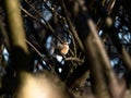 Bull-headed shrike in Japanese orchard 8 Royalty Free Stock Photo