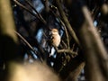 Bull-headed shrike in Japanese orchard 10 Royalty Free Stock Photo