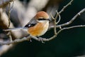 Bull-headed shrike (Lanius bucephalus)