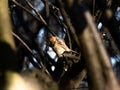 Bull-headed shrike in Japanese orchard 4 Royalty Free Stock Photo