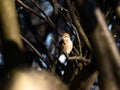 Bull-headed shrike in Japanese orchard 11 Royalty Free Stock Photo