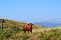 Bull hills of Portugal