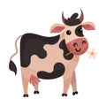 Bull with Horns and Black Spots as Farm Animal Chewing Grass Vector Illustration Royalty Free Stock Photo