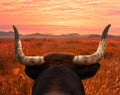 A bull with horns in a field against a sky that looks like fire.