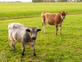Bull and Jersey cow on pasture in Friesland, Netherlands