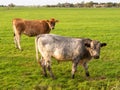 Bull and Jersey cow on pasture in Friesland, Netherlands