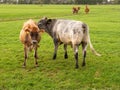 Bull and Jersey cow on pasture in Friesland, Netherlands