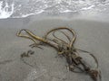 Bull Kelp on the beach