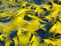 Bull Kelp blades on surface background texture