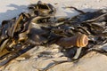 Bull kelp Bullwhip kelp washed ashore showing cylindrical stip