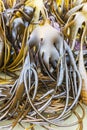 Bull kelp at Cathedral Caves beach, Catlins, New Zealand Royalty Free Stock Photo