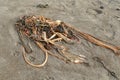 Bull kelp flotsam stranded on beach