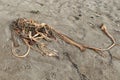 Bull kelp flotsam stranded on beach