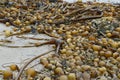 Bull Kelp at Guise Bay Royalty Free Stock Photo