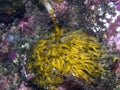 Bull Kelp Holdfast Royalty Free Stock Photo