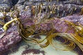 Bull kelp on the rocks of Cathedral Caves beach, Catlins, New Zealand Royalty Free Stock Photo