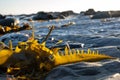 Bull Kelp seaweed fragment at sunset. Royalty Free Stock Photo
