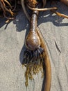 Bull kelp seaweeds in the beaches of California. Royalty Free Stock Photo
