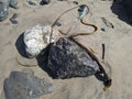 Bull kelp seaweeds in the beaches of California. Royalty Free Stock Photo