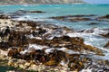 Bull kelp Seaweeds on shore rocks