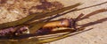 Bull Kelp washed ashore Royalty Free Stock Photo