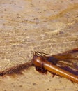Bull Kelp washed ashore Royalty Free Stock Photo