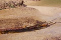 Bull Kelp washed ashore Royalty Free Stock Photo