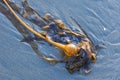 Bull kelp washed ashore. Vancouver Island, British Columbia, Canada. Royalty Free Stock Photo