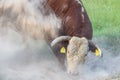 Bull kicking up dust to fight flies