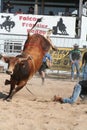 Bull bucking 2 Royalty Free Stock Photo