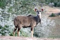 Bull Kudu Antelope