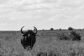 Bull Landscape - African Buffalo Syncerus caffer