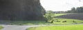 Bull and limousin cows in backlit meadow landscape with forest in the background