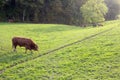 Bull and limousin cows in backlit meadow landscape with forest in the background