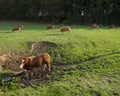 Bull and limousin cows in backlit meadow landscape with forest in the background
