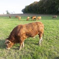 Bull and limousin cows in backlit meadow landscape with forest in the background