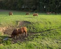 Bull and limousin cows in backlit meadow landscape with forest in the background