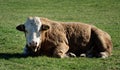 Bull makes eye contact with camera