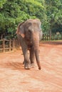 Bull Male Asian Elephant walking in Pinnawalla Sri Lanka