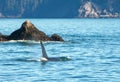 Bull [male] Killer whale orca in Resurrection Bay in Kenai Fjords National Park in Seward Alaska USA