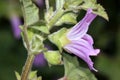 Bull mallow, French mallow, Malva nicaeensis